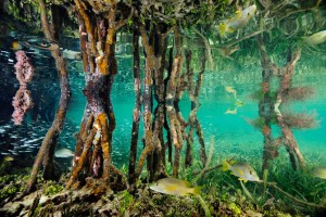 Funk Cay, near Gladden Spit in Belize