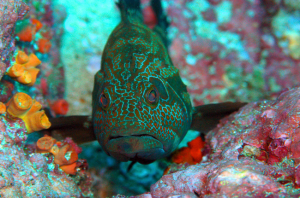  A Costa Rico Underwater Beauty