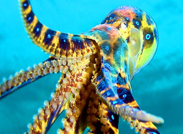 The Blue-Ring Octopus